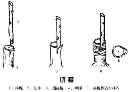 梨树切接嫁接技术2
