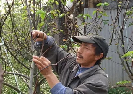 梨树嫁接后的丰产方法