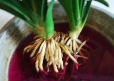 君子兰怎么分芽4