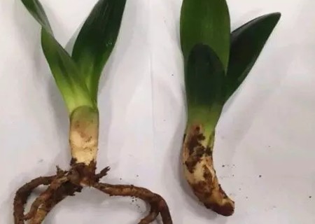 君子兰怎么分芽8