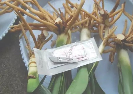 君子兰怎么分芽6