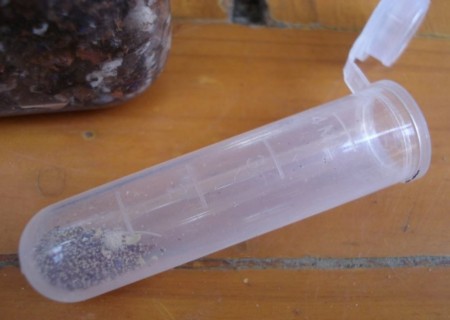 宽叶弹簧草播种技术7