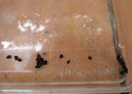 宽叶弹簧草播种技术8