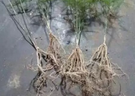 文竹分株图解4