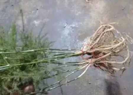 文竹分株图解3