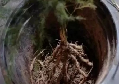 文竹分株图解5