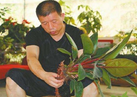 滴水观音分根繁殖方法