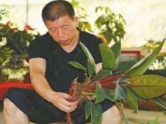 滴水观音分根繁殖方法