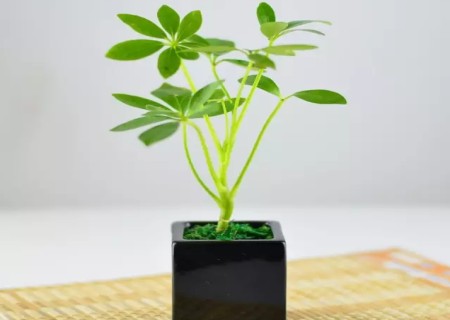鹅掌柴的繁殖方法
