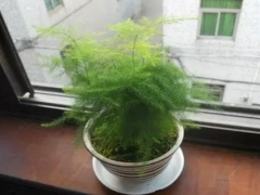 盆栽文竹的分株繁殖方法