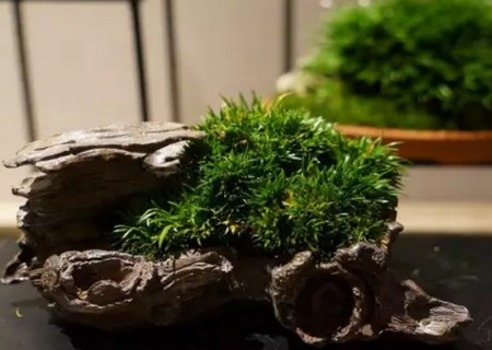 菖蒲分株方法