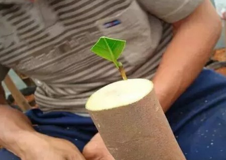 盆栽山茶花的嫁接方法7