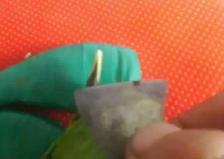 盆栽山茶花的嫁接方法5