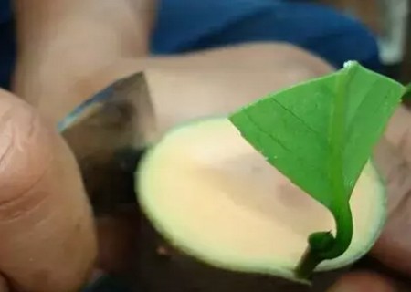 盆栽山茶花的嫁接方法8
