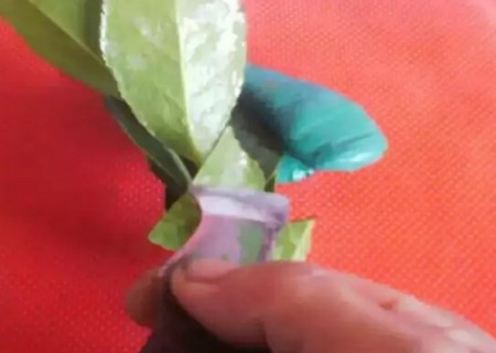 盆栽山茶花的嫁接方法3