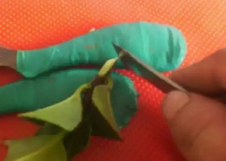 盆栽山茶花的嫁接方法6