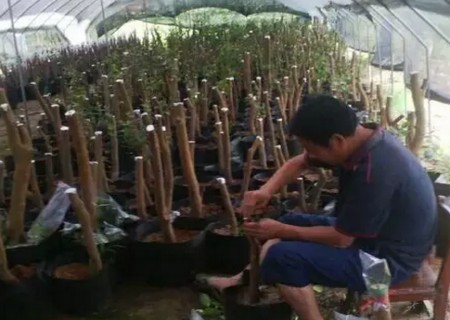 盆栽山茶花的嫁接方法4