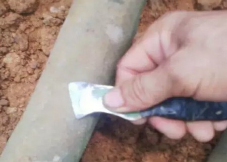 盆栽山茶花的嫁接方法9
