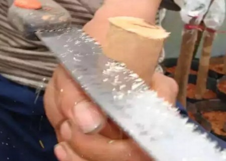 盆栽山茶花的嫁接方法1