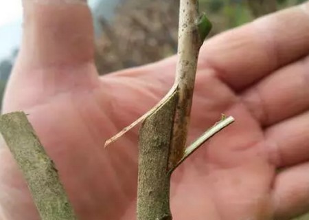 盆栽茶花的嫁接方法2