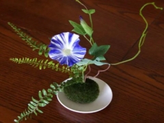 苔藓植物的繁殖方式