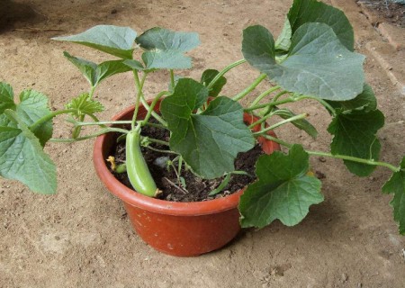 盆栽蔬菜穴盘育苗技术1