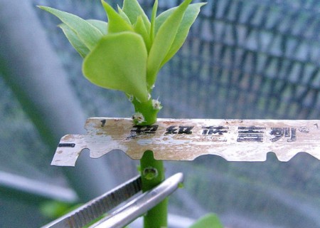 麒麟掌嫁接仙人球的方法2