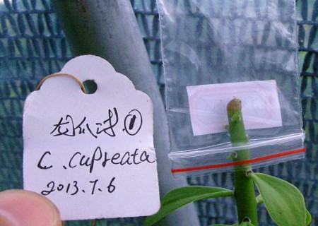 麒麟掌嫁接仙人球的方法6