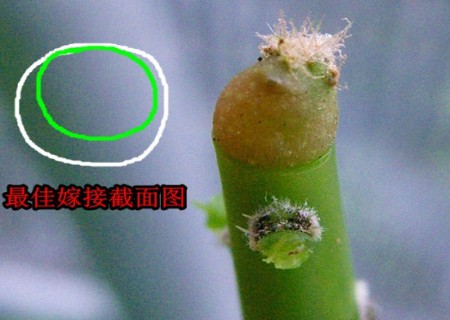 麒麟掌嫁接仙人球的方法4
