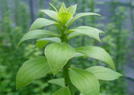 麒麟掌嫁接仙人球的方法1