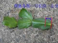 龙骨花嫁接蟹爪兰的方法