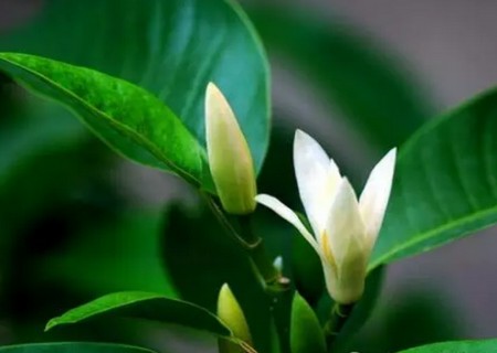 盆栽白兰花怎么繁殖