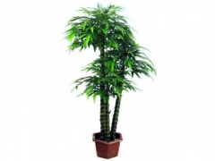 盆栽佛肚竹的繁殖方法