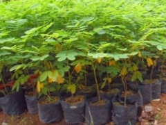 盆栽黄花槐播种育苗技术