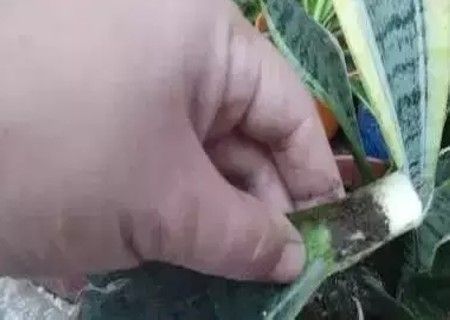 虎皮兰叶插方法1