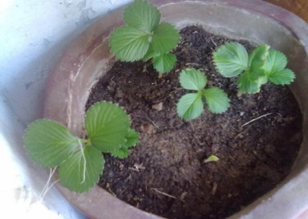 盆栽草莓怎么育苗