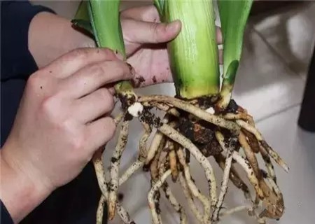 盆栽君子兰分株过程图解3