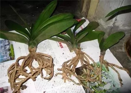 盆栽君子兰分株过程图解5