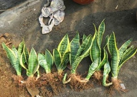 虎皮兰分株方法1