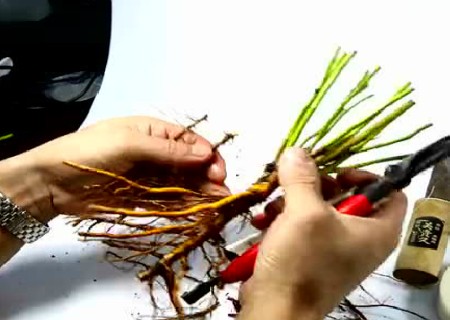 月季根接技术1