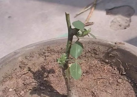 月季根接技术6