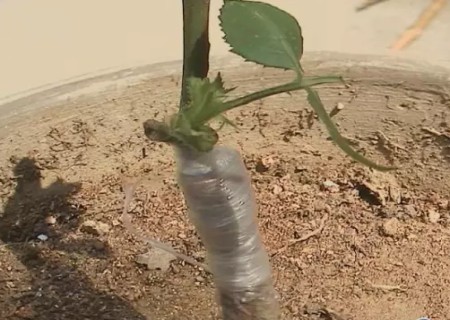 月季根接技术7