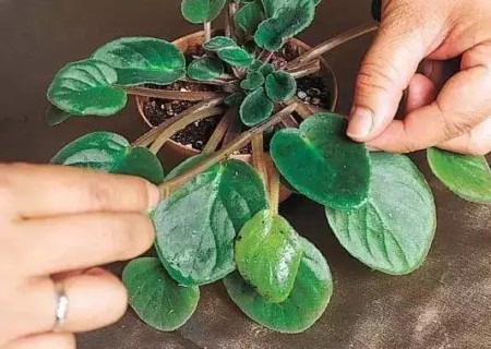 非洲紫罗兰叶插方法1
