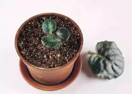非洲紫罗兰叶插方法7