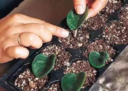 非洲紫罗兰叶插方法4