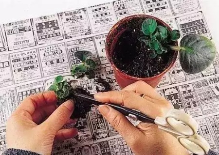 非洲紫罗兰叶插方法6
