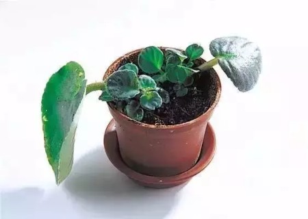 非洲紫罗兰叶插方法5