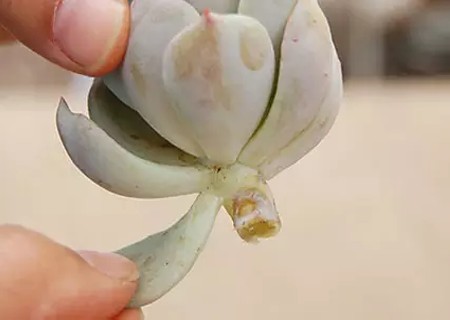 盆栽多肉植物叶插教程