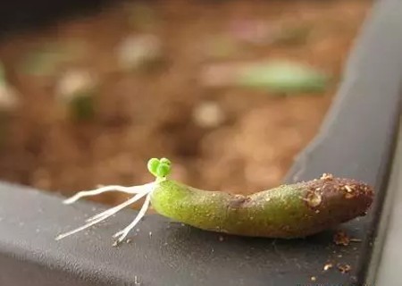 多肉植物虹之玉叶插教程3