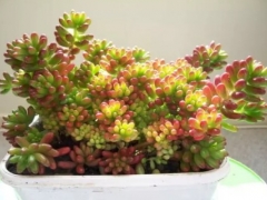 多肉植物虹之玉叶插教程